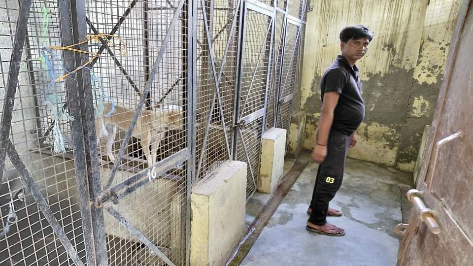 Meerut: शहर में डेढ़ लाख कुत्ते शिकार की तलाश में, नसबंदी में कर दिया घपला, गुपचुप एंट्री से 12 लाख का फटका Meerut: 1.5 lakh dogs in search of prey in the city, scammed in sterilization