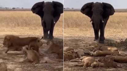 Viral Video: पहली बार 'जंगल के राजा' के छूटे पसीने, हाथियों का झुंड देखकर डर गया शेर का खानदान, वीडियो वायरल The lion family was terrified by a herd of elephants the video went viral see netizens reaction on this