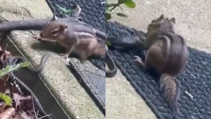 Viral Video: जहरीले सांप को जिंदा ही चबा गई गिलहरी, वीडियो देख आंखों पर यकीन करना होगा मुश्किल A squirrel chews a poisonous snake alive it will be hard to believe your eyes after watching the video
