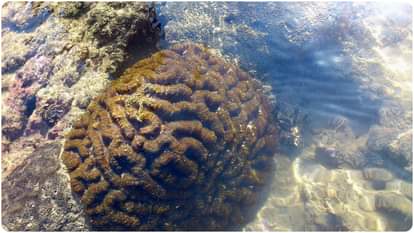 समुंदर के रत्न: गुजरात के कोरल रीफ्स coral reefs in gujarat know its significance in hindi