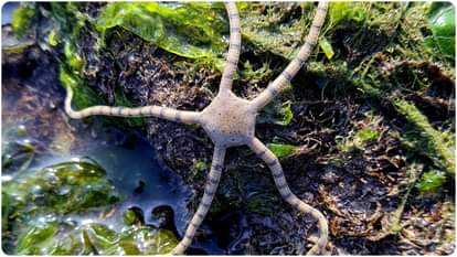 समुंदर के रत्न: गुजरात के कोरल रीफ्स coral reefs in gujarat know its significance in hindi