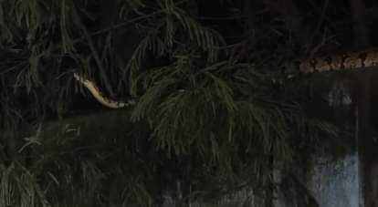 Kanpur: पनकी नहर की बाउंड्री वॉल पर दिखा विशालकाय अजगर, क्षेत्र में दहशत…वन विभाग से पकड़ने की मांग Kanpur giant python was seen on the boundary wall of Panki Canal demanding the forest department to catch it