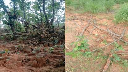 रामानुजगंज: चुमरा बिट में वन भूमि पर अतिक्रमण, ग्रामीणों ने ज्ञापन सौंपकर दोषियों पर कड़ी कार्रवाई की मांग की Villagers submitted a demanding strict action against culprits for encroachment on forest land in Chumra Bit