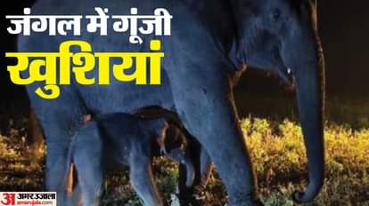 दिवाली से पहले खुशखबरी: बांधवगढ़ में गूंजी नई किलकारी, तूफान की बेटी बांधवी बनी मां, जन्मा नन्हा हाथी A new cry echoed in Bandhavgarh, Toofan's daughter Bandhavi became a mother