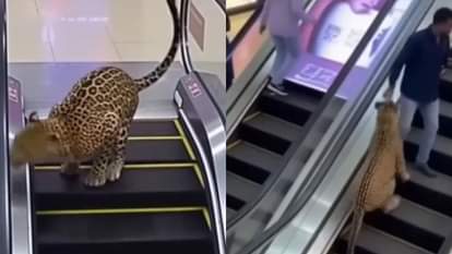 Viral Video: चिकने फर्श पर फिसलता, कूड़ेदानों से टकराता, मॉल में अचानक से दौड़ता हुआ आया तेंदुआ, देखें वीडियो A leopard suddenly comes running into a mall slipping on a slippery floor and hitting dustbins AI Video Viral