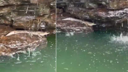 Omkareshwar News: ओंकारेश्वर में नर्मदा नदी में दिखा मगरमच्छ, प्रशासन ने की लोगों से सतर्क रहने की अपील Omkareshwar News: Crocodile spotted in Narmada river in Omkareshwar, administration appeals to be alert
