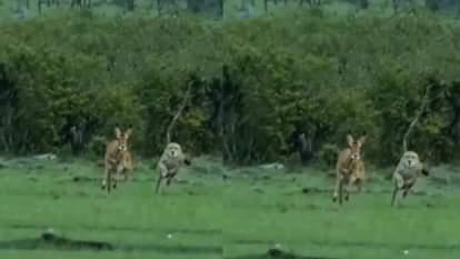 Viral Video: हिरण के पीछे तूफानी रफ्तार में भागा चीता, फिर हुआ कुछ ऐसा कि देखकर हर कोई है हैरान, वीडियो वायरल Cheetah Chasing Deer To Hunt At High Speed Ends Up Killing Him While Attacking Video Goes Viral