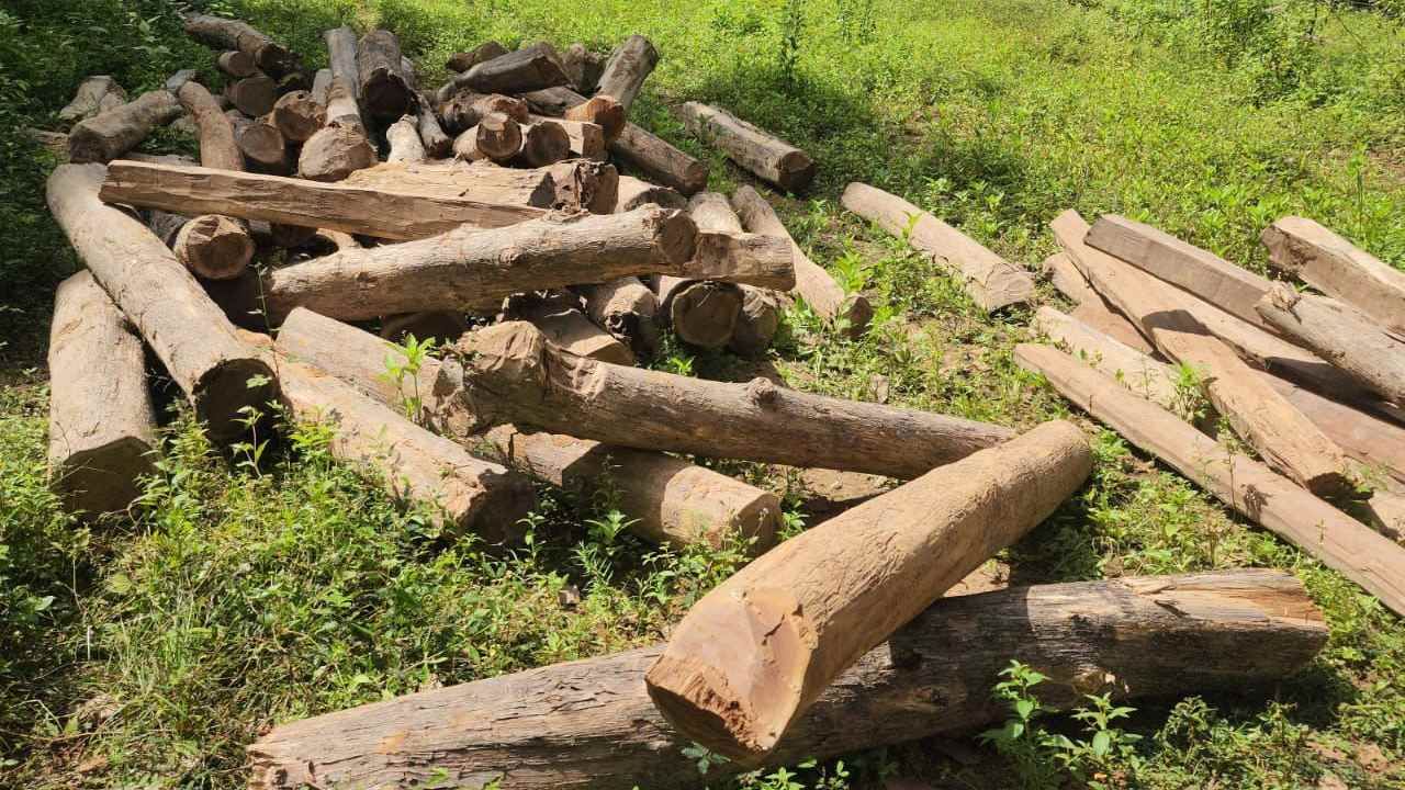 large dump of illegal teak wood found behind New Police Line