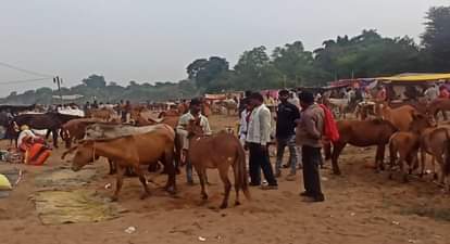 Chitrakoot Donkey Fair: मेले में फिल्मी सितारों की धूम…37,000 में बिका शाहरुख खान, ठेकेदारों ने कही ये बात Chitrakoot Donkey Fair Film stars throng the fair Shah Rukh Khan sold for 37000 fair is on verge of extinction