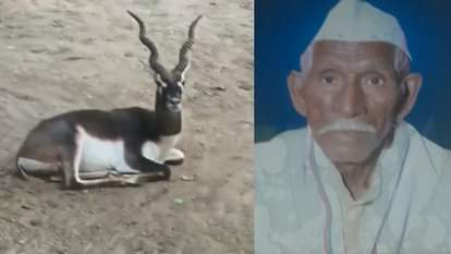 UP: आश्रम में काले हिरण ने बुजुर्ग को मारा... साधु कई दिन से कर रहे थे सेवा; पूजा के लिए मंदिर तक जाता था साथ Blackbuck kills elderly monk with its horns at Aligarh ashram