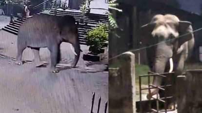 Haridwar: कोर्ट परिसर में घुसा हाथी; तोड़ने लगा गेट, ड्यूटी पर तैनात पुलिस कर्मियों ने भाग कर बचाई जान, वीडियो Elephant enters at Haridwar court premises tries to break down gates police officers flee to save their lives