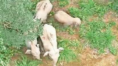 Chhattisgarh: कोरबा में 61 हाथियों का उत्पात, 32 किसानों की फसल बर्बाद, ग्रामीण भगाने में जुटे 61 elephants create havoc in Korba destroying crops of 32 farmers