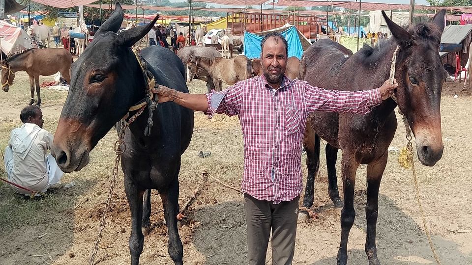 Bateshwar cattle Fair organised in Bah in Agra, mules and horses became centre of attraction