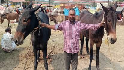 UP: लंबे कान, छोटी पूंछ, मजबूत खुर... वैष्णो देवी की चढ़ाई में माहिर 'श्याम-मोहन', बिके 800 घोड़े और 250 खच्चर Bateshwar cattle Fair organised in Bah in Agra, mules and horses became centre of attraction