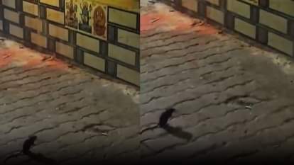 UP: गणेश प्रतिमा और आरती में ताली बजाता चूहा...लोगों में इस अनूठे 'भक्त' की चर्चा, देखें वायरल वीडियो rat performing aarti in front of Ganesh idol in Ganjdundwara in Kasganj, video viral
