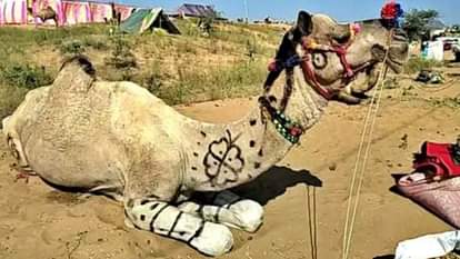 Ajmer News: पुष्कर मेले में रेगिस्तान के जहाज ऊंटों की रौनक, देशभर से पहुंचे व्यापारी और खरीदार Ajmer News: Ships of Desert Camels Add Charm to Pushkar Fair, Traders and Buyers Arrive from All Over Country
