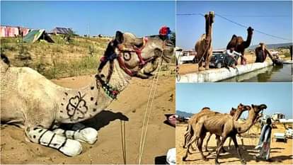 Ajmer News: पुष्कर मेले में रेगिस्तान के जहाज ऊंटों की रौनक, देशभर से पहुंचे व्यापारी और खरीदार Ajmer News: Ships of Desert Camels Add Charm to Pushkar Fair, Traders and Buyers Arrive from All Over Country