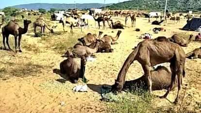 Ajmer News: पुष्कर मेले में रेगिस्तान के जहाज ऊंटों की रौनक, देशभर से पहुंचे व्यापारी और खरीदार Ajmer News: Ships of Desert Camels Add Charm to Pushkar Fair, Traders and Buyers Arrive from All Over Country