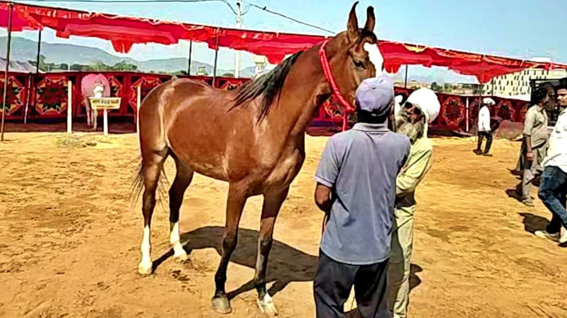 पुष्कर मेला 2025: एक करोड़ की घोड़ी ‘नगीना’ बनी आकर्षण का केंद्र, चाल और कद-काठी पर मुग्ध हुए पशुप्रेमी Pushkar Fair 2025 Marwari Mare Nagina Horse Worth ₹1 Crore Steals the Show with Grace and Beauty