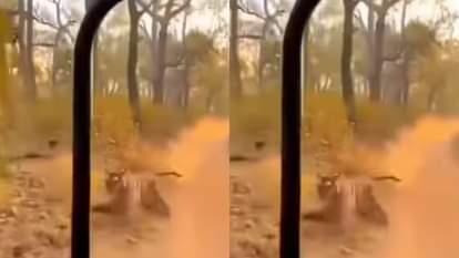 Viral Video: टाइगर सफारी में मचा हड़कंप! पर्यटकों की जीप के पीछे दौड़ा बाघ, दरिंदे का खौफनाक वीडियो हुआ वायरल Tiger safari in a panic A tiger chases a tourist jeep a terrifying video of the predator goes viral