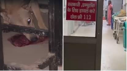 Haryana: सरकारी अस्पताल में मांस का टुकड़ा नोंचता दिखा कुत्ता, सोशल मीडिया पर वायरल हुआ वीडियो Dog seen pulling a piece of meat in a govt hospital