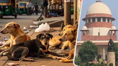 SC: आवारा कुत्तों पर अधिकतर राज्यों-UT ने नहीं दिए हलफनामे, सुप्रीम कोर्ट का मुख्य सचिवों को पेश होने का आदेश Supreme Court hears suo motu case pertaining to stray dogs news and updates