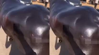Viral Video: पुष्कर मेले में दिखा 23 करोड़ रुपये का भैंसा, नाम है 'अनमोल', राजा-महाराजा से कम नहीं है ठाठ-बाट Buffalo worth 23 crore rupees seen at Pushkar fair named Anmol Video goes Viral on Internet