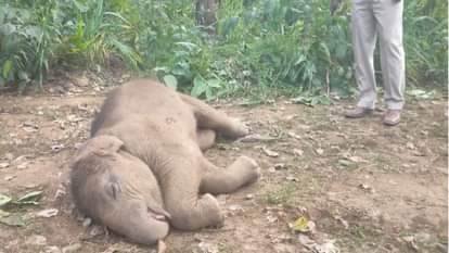 Raigarh News: तालाब में नहाने के दौरान डूबा हाथी शावक, झुंड ने निकाला शव; एक साल में अब तक 13 हाथियों की मौत Elephant cub drowns while bathing in pond,13 elephants have died in a year so far in Raigarh