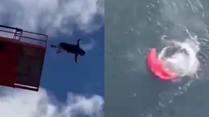 Viral Video: शख्स ने कई फीट ऊपर से लगाई छलांग पर सही समय पर नहीं खुला पैराशूट, फिर जो हुआ देखकर दहल जाएगा दिल Man jumps from several feet high but parachute does not open in time what happens next will shock you