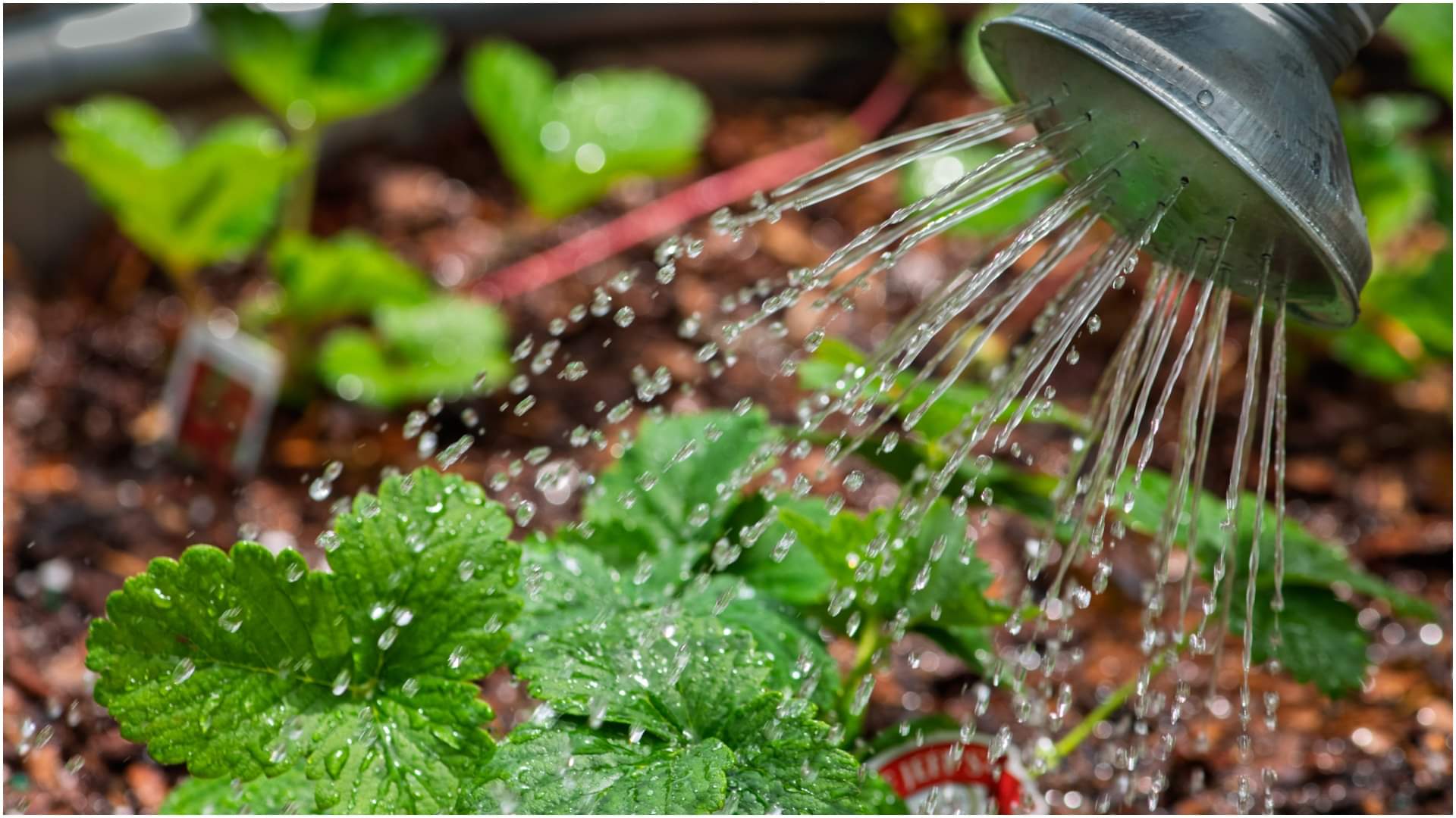 Gardening Tips: ठंड में भी हरा-भरा रहेगा तुलसी का पौधा, बस करें ये 5 काम! Winter Gardening Tips For Tulsi Plant Care Home Remedies