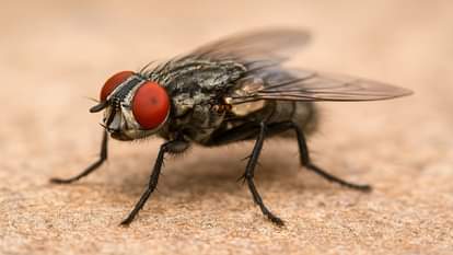 Tsetse Fly: पिसावा के जलालपुर में है परजीवी सीसी मक्खी का आतंक, काटने से आती है नींद और बुखार Terror of the Tsetse fly