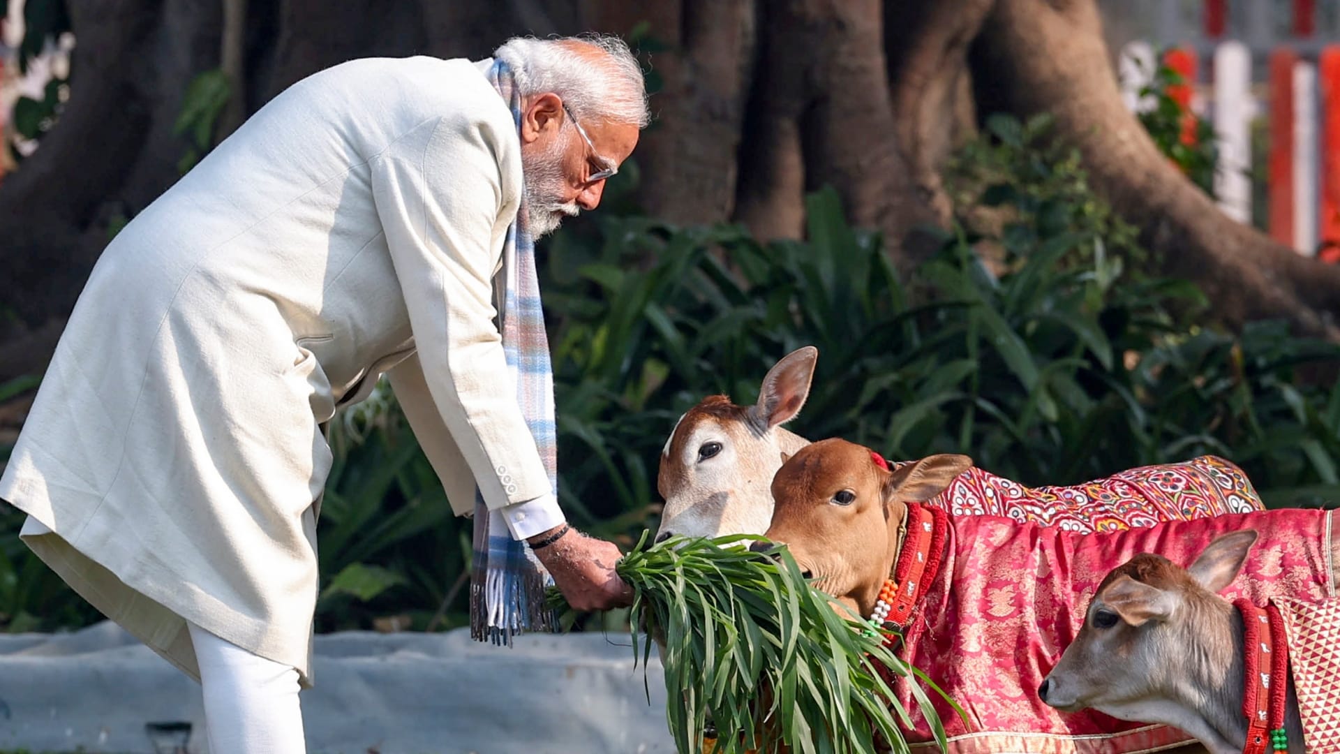 Makar Sankranti Special 2026: मकर संक्रांति पर पीएम मोदी ने की गौ सेवा, यहां देखें वायरल तस्वीरें PM Modi feeds cows at his residence on Makar Sankranti 2026 viral photos