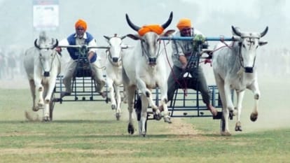 लाैटेगा बैलगाड़ी दौड़ का रोमांच: 11 साल बाद किला रायपुर में होगी प्रतियोगिता, सुप्रीम कोर्ट ने लगाई थी रोक bullock cart racing competition in Kila Raipur gramin olympic after 11 years Supreme Court Punjab government