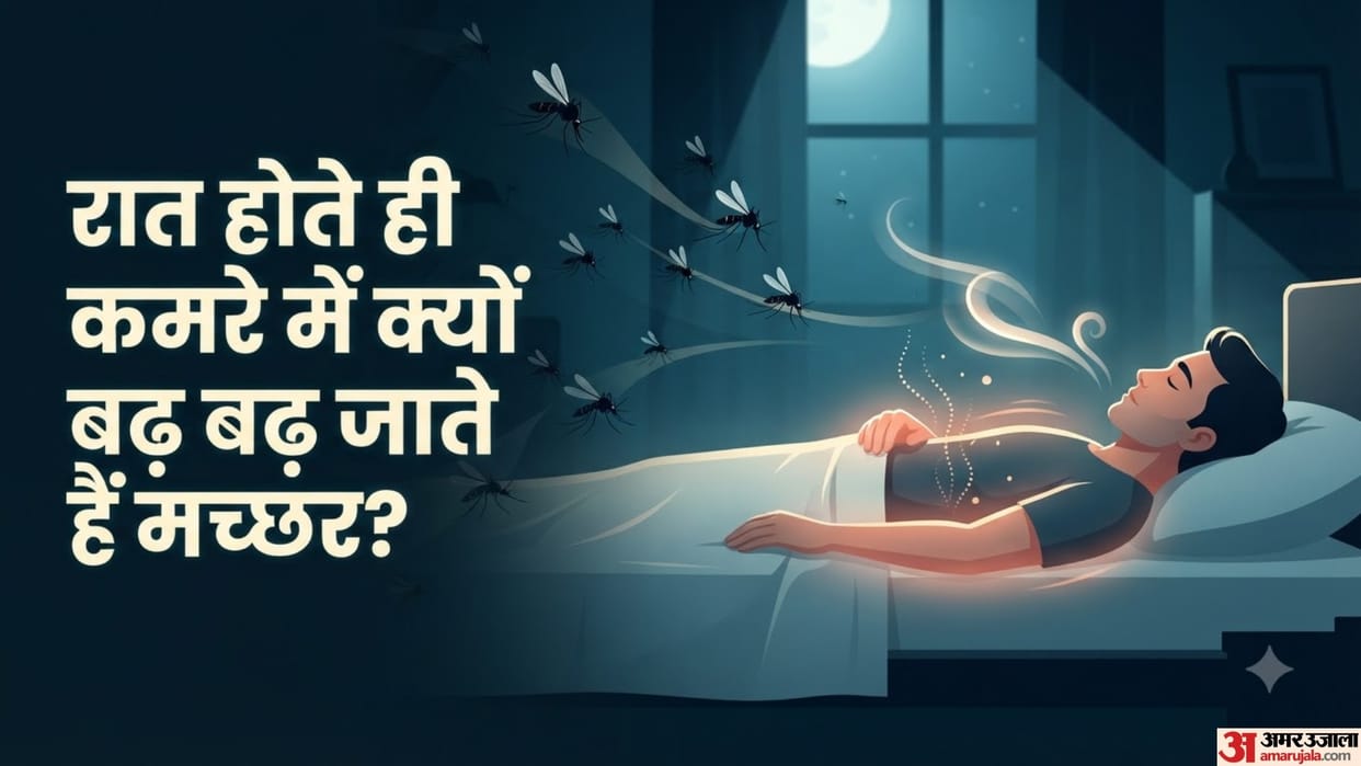 Why Do Mosquitoes Suddenly Increase at Night Reasons Beyond Light