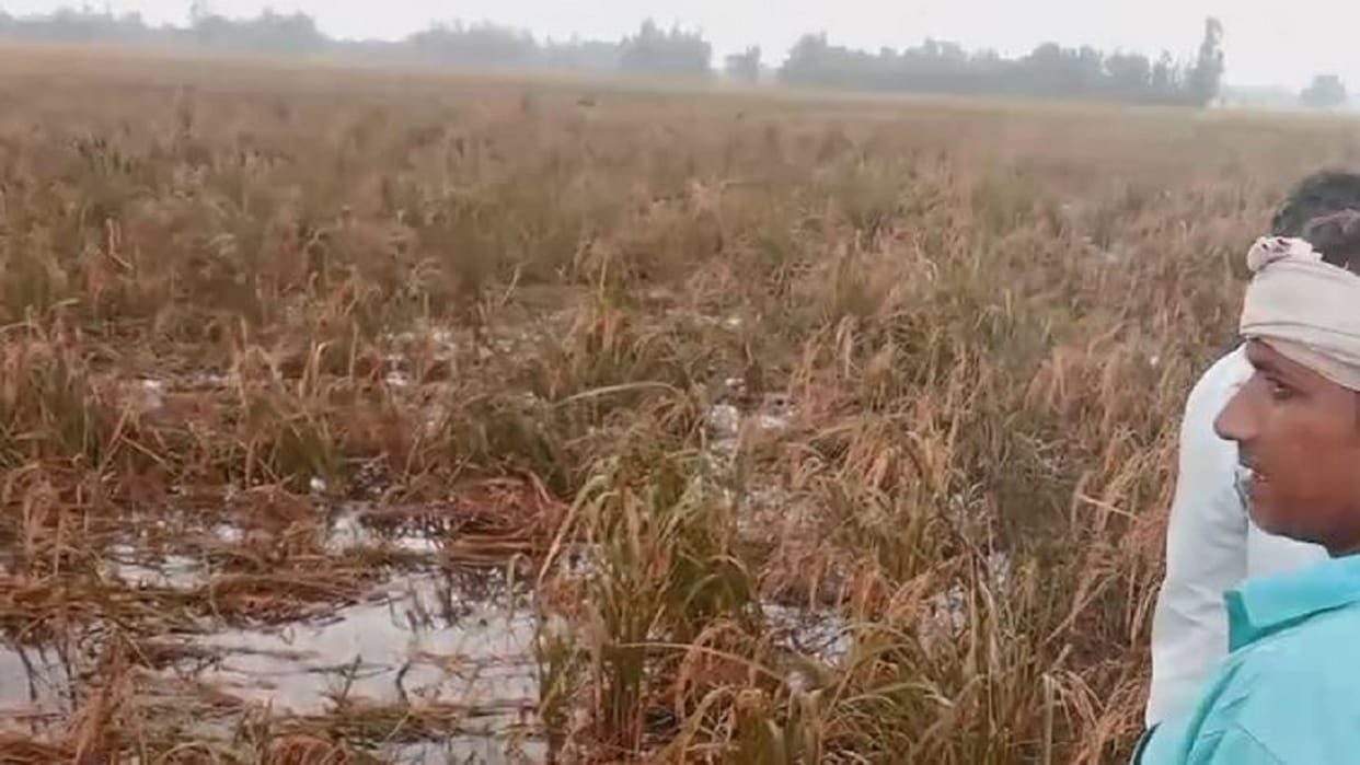 Rain disrupts normal life paddy crop heavy damage in Shahjahanpur