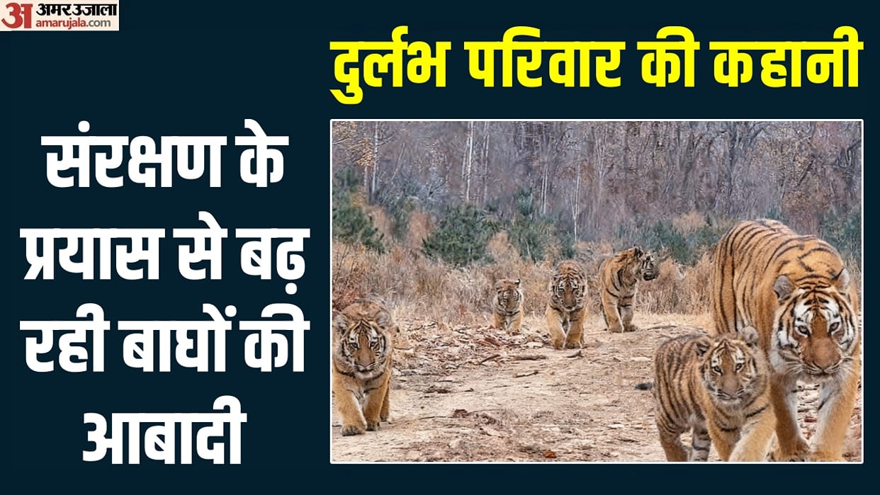 China Five Siberian tigress cubs Rare family scattering how much tiger population grown over nine years