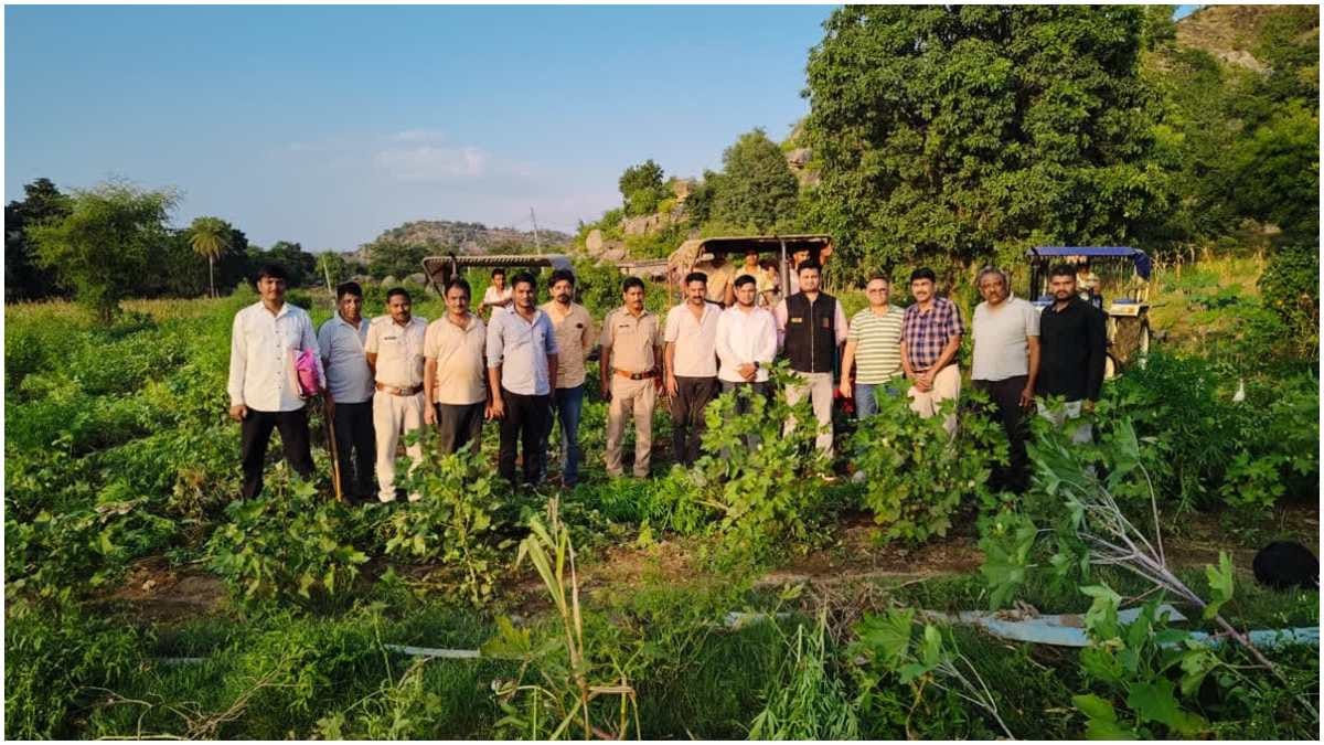 अवैध गांजे की खेती नष्ट