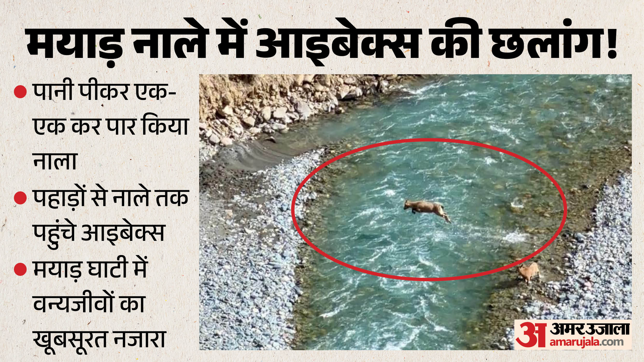 मयाड़ नाले में आइबेक्स की छलांग!