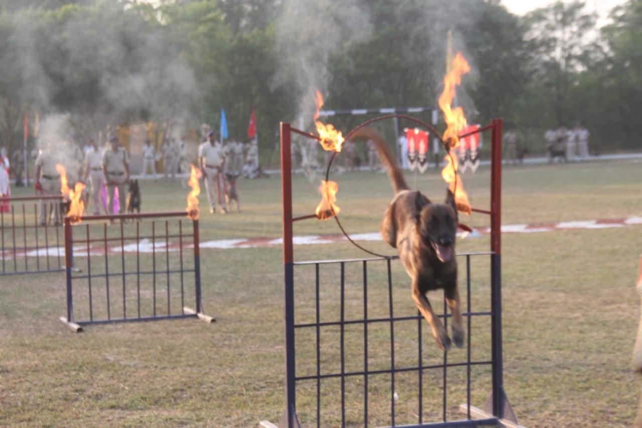 rpf 19th all india railway dog competition 73 trained dogs 17 zones