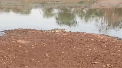Damoh News: दमोह के बीजाडोंगरी गांव में तालाब किनारे दिखा सात फीट का मगरमच्छ, रेस्क्यू करने पहुंचा वन अमला