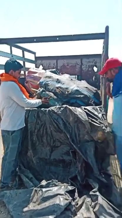 Damoh News: दमोह में गौवंश की हत्या पर नहीं लग रही रोक, फिर पकड़ा गया हड्डियों से भरा ट्रक