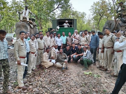 Injured tiger will be treated in Mukundpur White Tiger Safari.