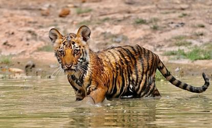 MP News: बुधनी मिडघाट रेल खंड पर घायल तीसरे बाघ शावक की भी मौत, वन विहार में चल रहा था इलाज MP News: The third tiger cub injured on the Budhni Midghat railway section also died, treatment was going on i