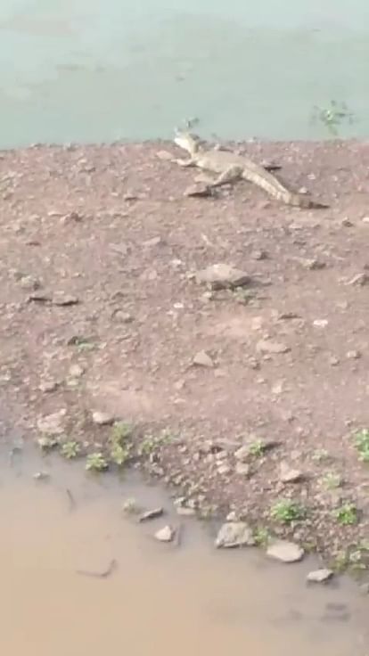 Crocodile attacked a goat Near pond, Forest Officials Bans Visiting Pond