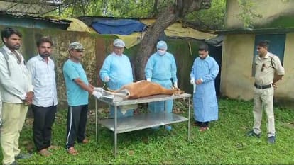 Damoh Accused arrested while hunting deer and taking it on bike