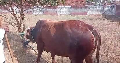 Jaunpur News: सांड के हमले में घायल हुआ किसान, उपचार के दौरान मौत, घर में मातम का माहौल Farmer injured in bull attack dies during treatment mourning in the house