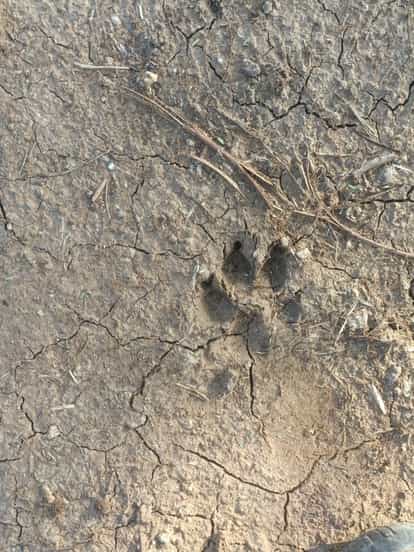 damoh Leopard seen hunting a dog, panic among villagers, incident took place in Ghat Bamhori village