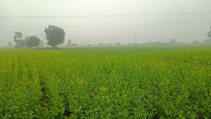 Bihar Weather: इन जिलों में पछुआ हवा बढ़ाएगी कनकनी; तिरहुत, कोसी समेत कई प्रमंडल में कोहरे से राहगीर परेशान Bihar Weather News: Cold, strong winds will increase in many districts including Patna, today's temperature