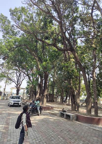 Siddharthnagar News: ब्लॉक कार्यालय पर सूखे पेड़ों से हादसे का खतरा Danger of accident due to dry trees at the block office