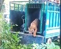 Lakhimpur Kheri News: नौ दिन बाद सोहागी बरवा अभयारण्य में आजाद हुआ शावक Cub freed after nine days in Sohagi Barwa Sanctuary
